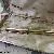 Pelikan M100 14 ct Gold Guilloch
